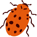 Ladybug 3