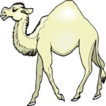 Camel 20