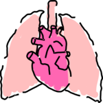 Heart & Lungs 2 Clip Art