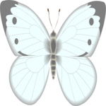 Butterfly 047