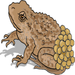 Frog 26 Clip Art