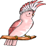 Cockatoo 05