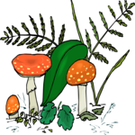 Mushrooms 14