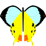 Butterfly 003
