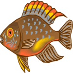 Cichlid - Dwarf 1