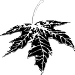 Maple Leaf 1