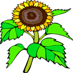 Sunflower 5