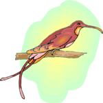 Hummingbird 12