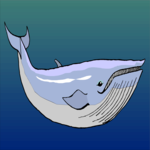 Whale - Humpback 4
