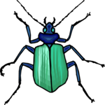 Beetle 22