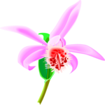 Orchid 2