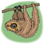 Sloth 5