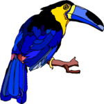 Toucan 17