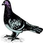 Antique Style Pigeon