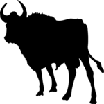 Bull 7