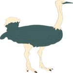 Ostrich 04