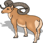 Sheep - Bighorn 5