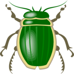 Beetle 12
