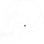 Skull - Lateral View Clip Art