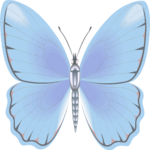 Butterfly 105