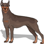 Doberman 5