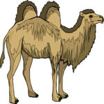 Camel 16