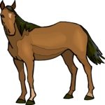 Horse 41