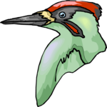 Woodpecker 08
