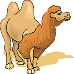 Camel 22