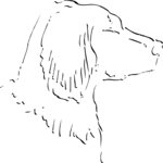 Dog 31