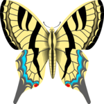 Butterfly 088