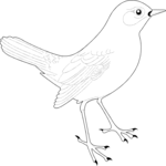 Bird 004