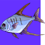 Fish 177