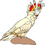 Cockatoo 07