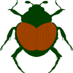 Beetle 07