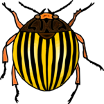 Beetle 21 Clip Art