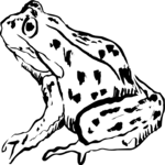 Frog 2