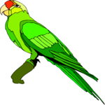 Conure 4