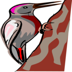 Woodpecker 04