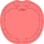 Torso - Cross Section