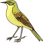 Bird 179