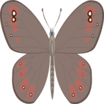 Moth 27