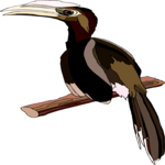 Hornbill 5