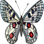 Butterfly 067