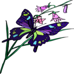 Butterfly 060 Clip Art