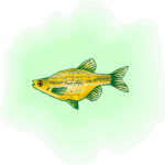 Danio 4 Clip Art