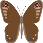 Butterfly 086
