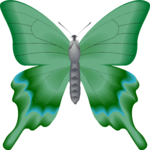 Butterfly 090