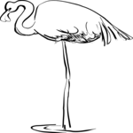 Flamingo 01