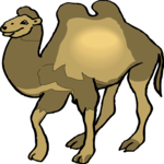 Camel 15
